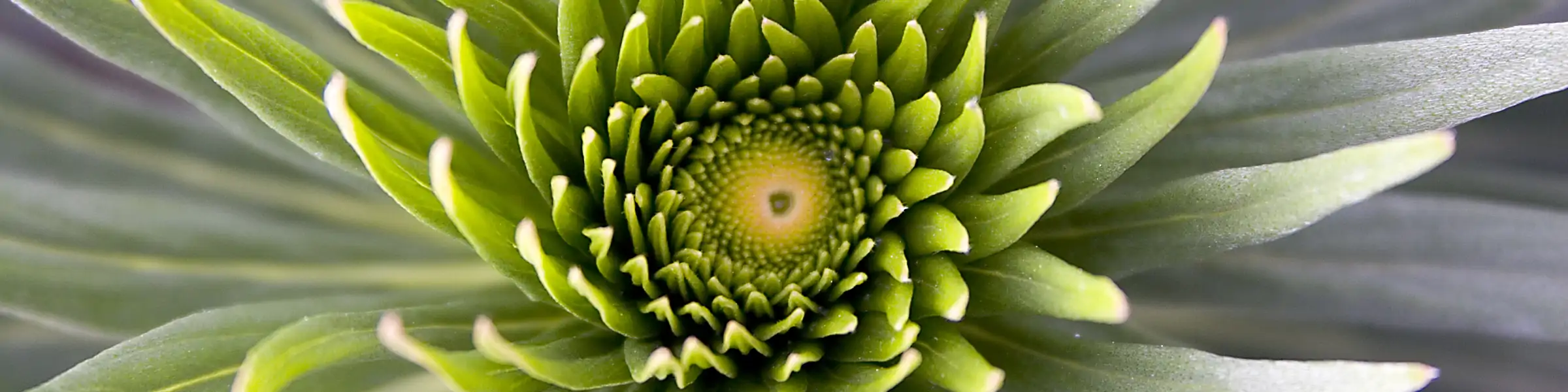 Close-up of the center of a flower.